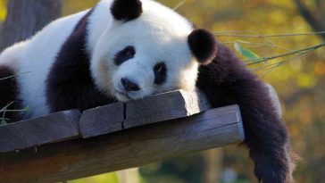 Giant Pandas are lazy