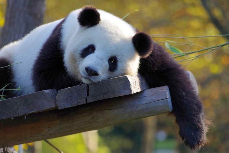 Giant Pandas are lazy