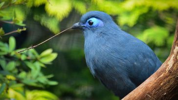 BLUE COUA
