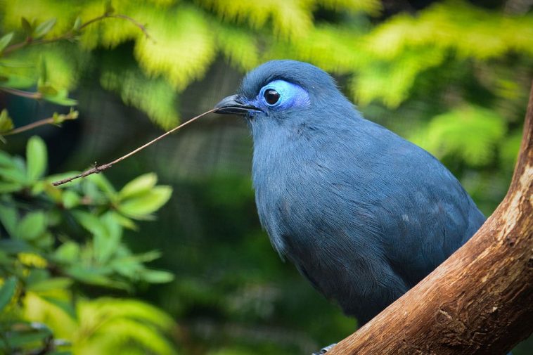 BLUE COUA