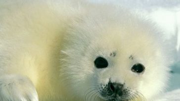 Baby Harp Seal