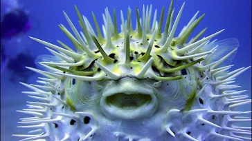Blowfish or Pufferfish