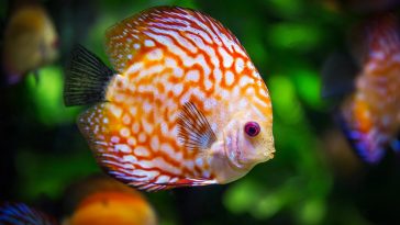 Discus Fish