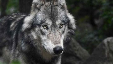 Grey wolf