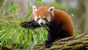 Red Panda