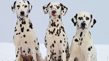 Dalmatians