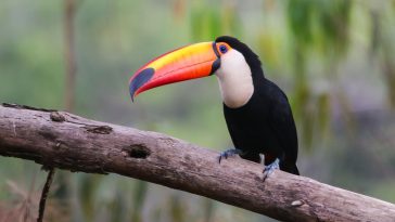 Giant Toucan