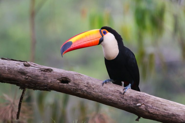 Giant Toucan
