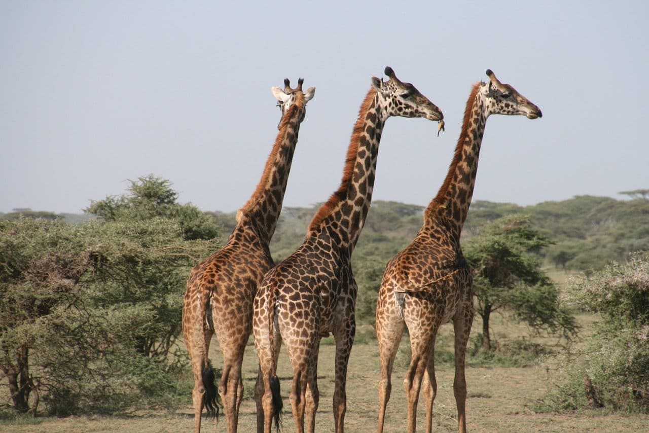Giraffes are the tallest land animals