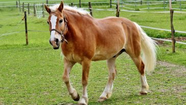 Haflinger