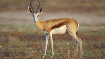 SPRINGBOK