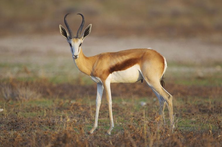 SPRINGBOK