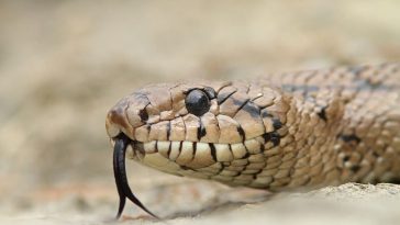 Snakes do not have eyelids