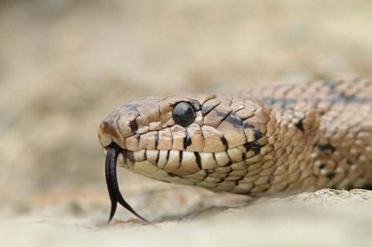 Snakes do not have eyelids