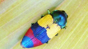 Temognatha Alternata