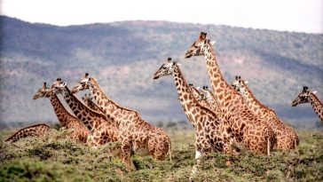 They are the biggest pollinators in the world