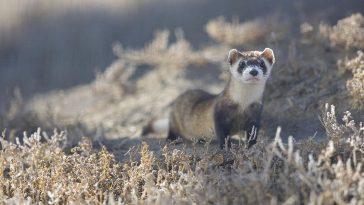Black-footed Ferret