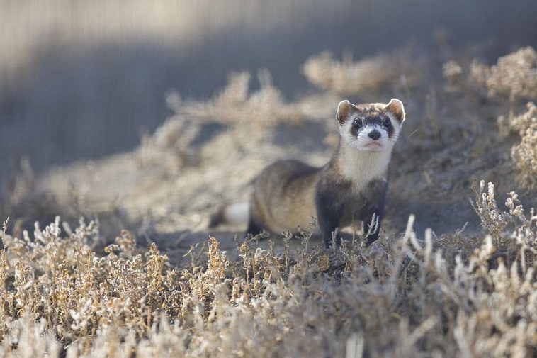 Black-footed Ferret