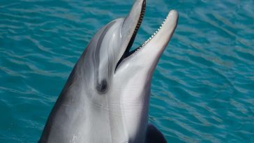 Bottle Nose Dolphin