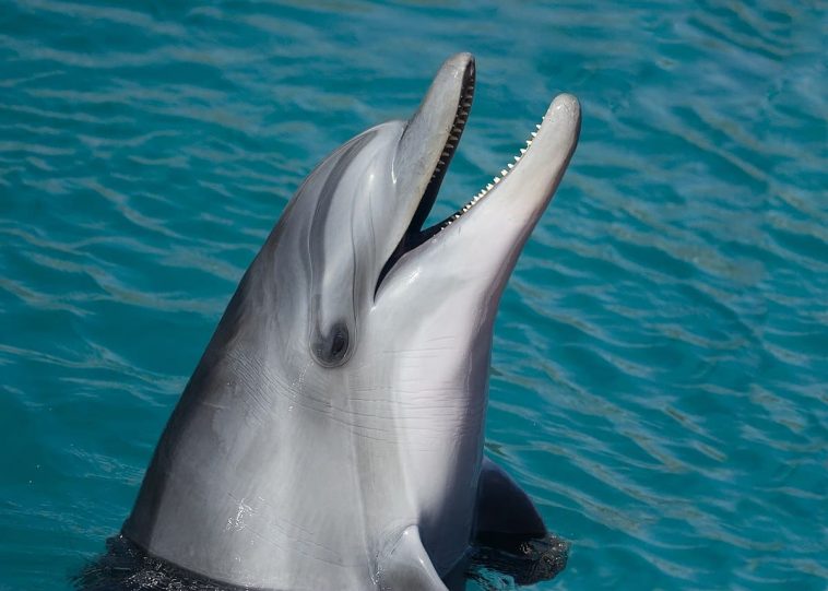 Bottle Nose Dolphin