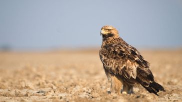 Eastern Imperial Eagle