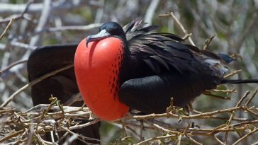 Frigate Bird