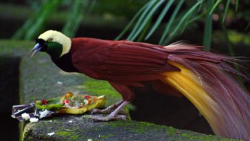 Greater Bird of Paradise