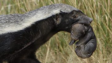Honey Badgers