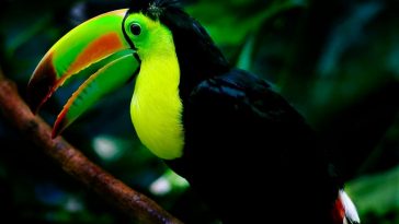 Keel-billed Toucan