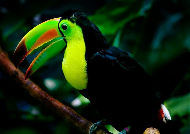 Keel-billed Toucan