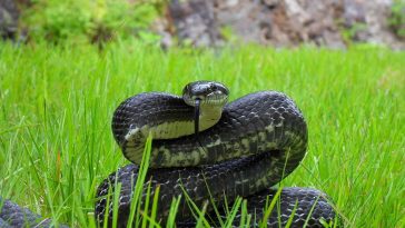 King Ratsnake