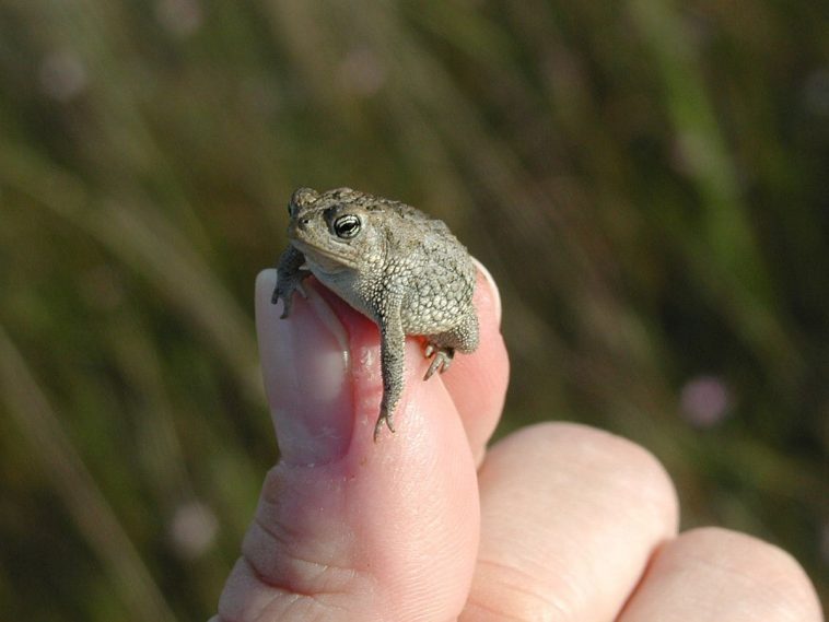 Oak Toad
