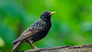 Starling