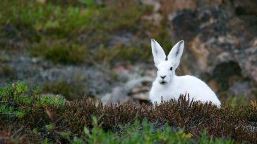 Arctic Hare