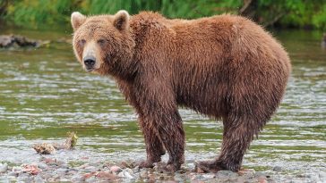 Eurasian Brown Bear