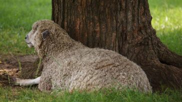 Leicester Longwool
