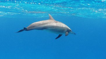 Spinner Dolphin