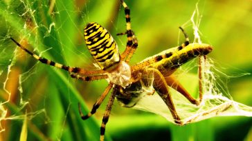 Tiger Spider