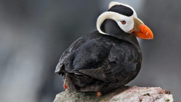 Tufted Puffin