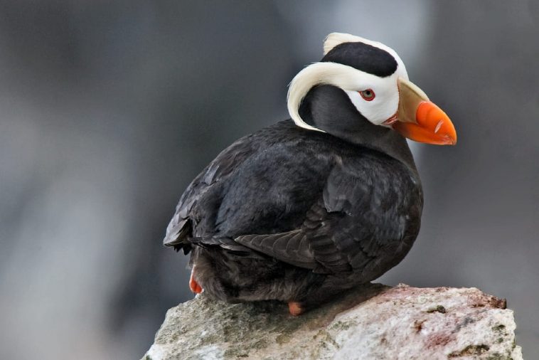 Tufted Puffin