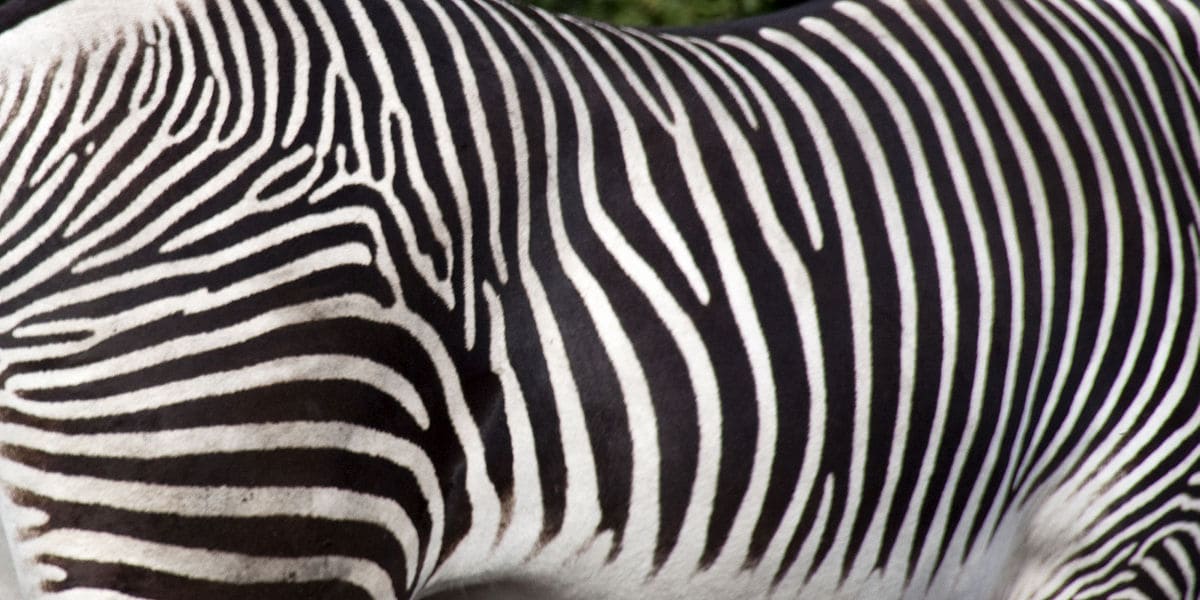 Top 16 Best Animal Patterns - Feri.org