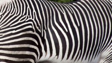 Zebra’s Stripes
