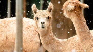 Alpacas