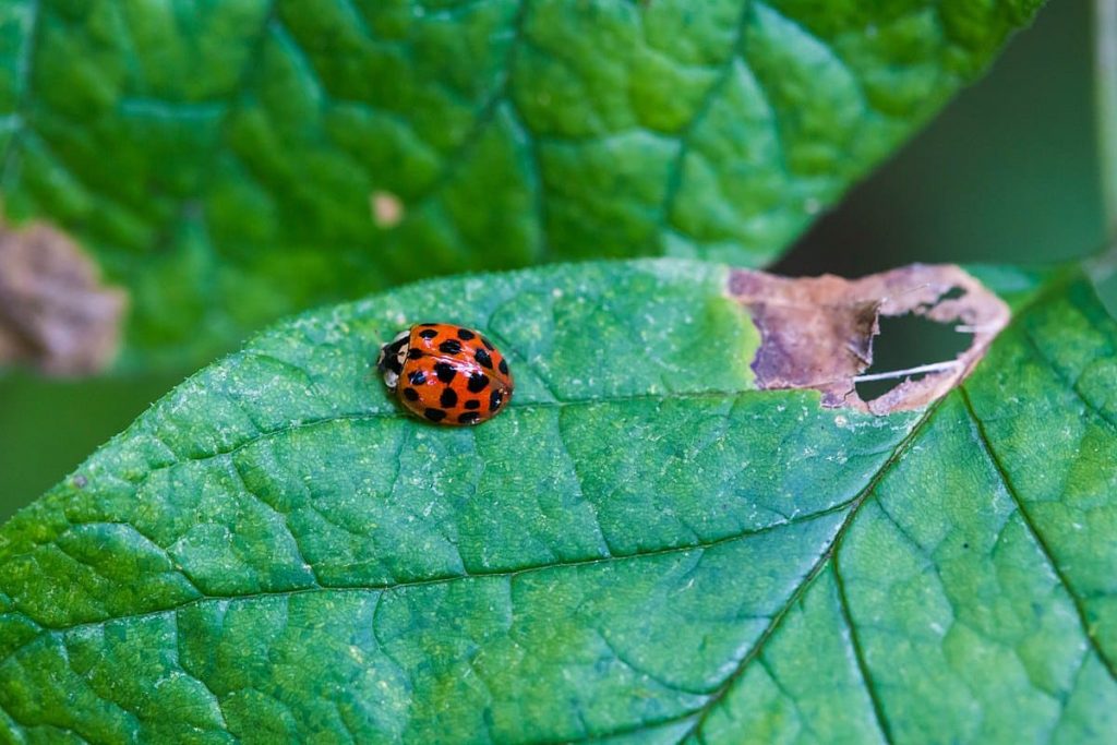 Asian Lady Beetle