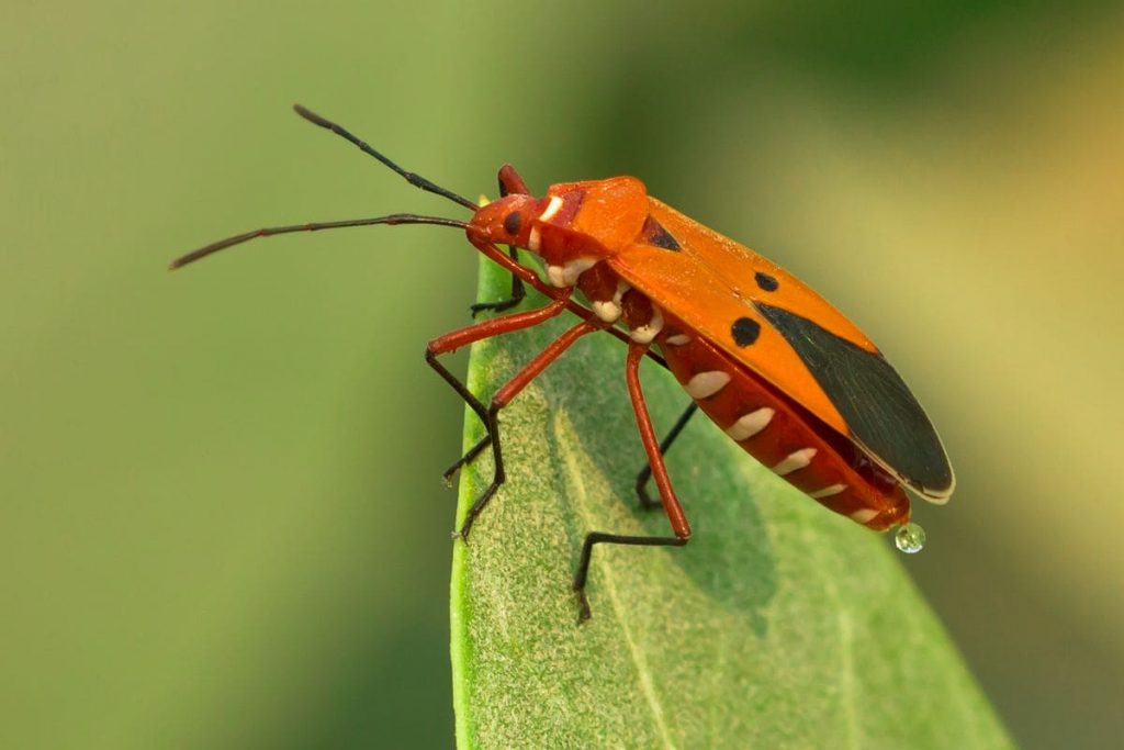 Assassin Bugs