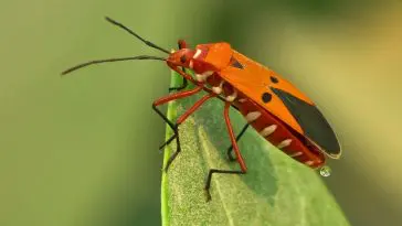 Assassin Bugs