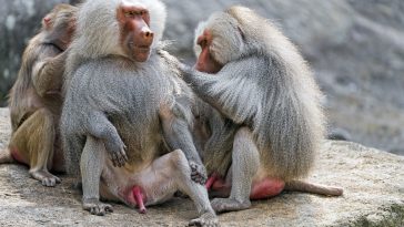 Baboons