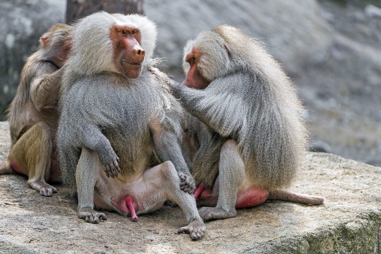 Baboons