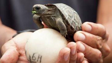 Baby Turtle