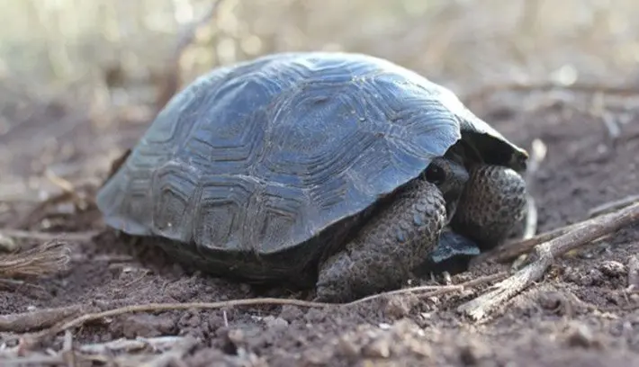 Baby Turtle Galapagos island